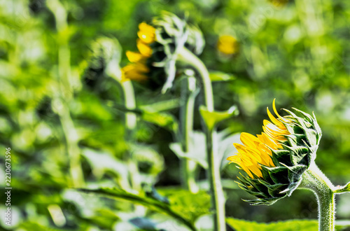 Sunflowers in Bloom