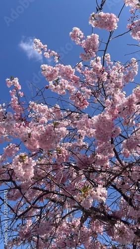 Obraz na plátně pink cherry blossom tree in spring