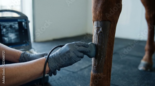 Close view of horse tendon ultrasound follow-up