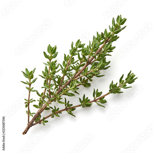 Fresh Green Thyme Sprig Isolated on White Background, Overhead View for Culinary and Herbal Concepts