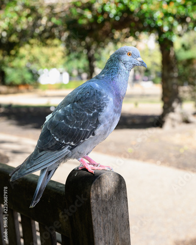 Photography London feral pigeon standing on back of park bench in close-up
