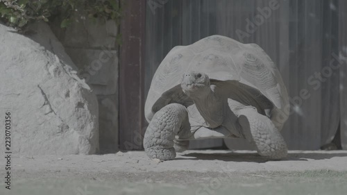 Giant Tortoise Walking Toward the Camera in Sunlight