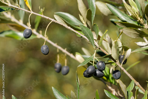 Black olives hanging on a branch with ready for harvest