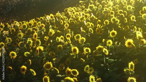 Yellow sunflowers bloom in a sunny field, glowing with warm morning light and casting soft shadows on the green leaves