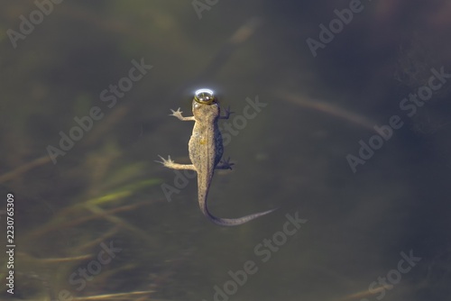 The female pond newt (Lissotriton vulgaris) quickly takes a breath at the surface of the water, then dives down again, breathes, Denmark