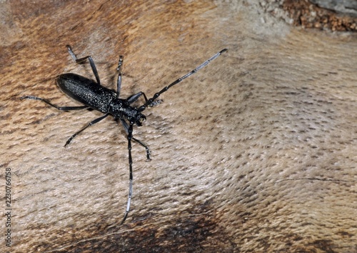 Beechbuck, beech spike, cerambycidae, cerambyx scopolii, small oakbuck, wrinkled buck, scopolis longhorn beetle, beetle, capricorn beetle, coleoptera, insects, beetles