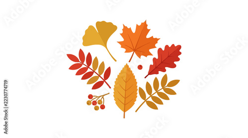 A collection of colorful autumn leaves arranged on white background