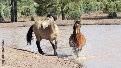 Wild Horses Running and Splashing in Apache Sitgreaves National Forest