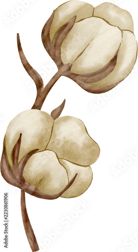Watercolor Cotton Bolls on Branch Botanical Illustration