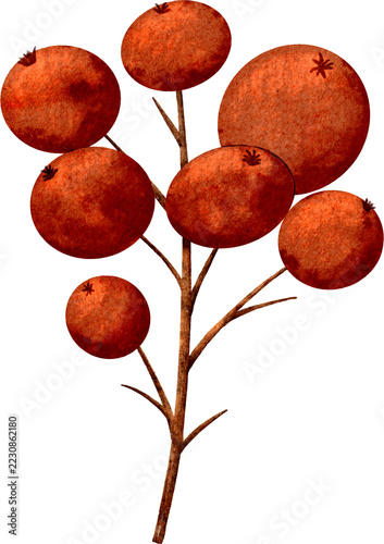 Watercolor Red Berry Branch with Brown Stems