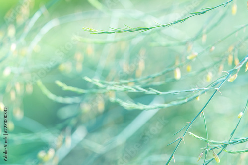 Delicate abstract background in light green tones with soft blurred plant branches. Copy space