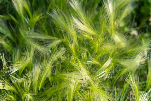 luffy texture of green wild barley spikes in a summer meadow. Natural background.