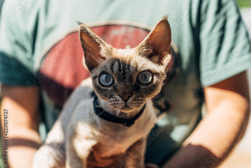 Fotografie devon rex cat with blue eyes held by man in green shirt in bright natural light