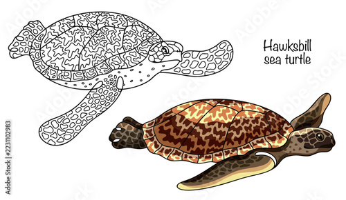 Hawksbill sea turtle