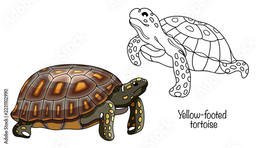 Yellow-footed tortoise