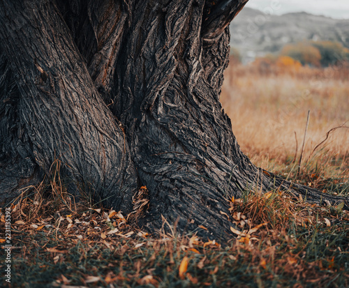 Fotografie Close up of beautiful entwined willow tree trunks with textured bark in autumn
