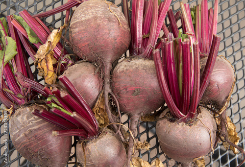 harvested boltardy beetroot from allotment
