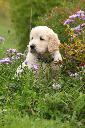 Amazing puppy of gold retriever with flowers in the garden