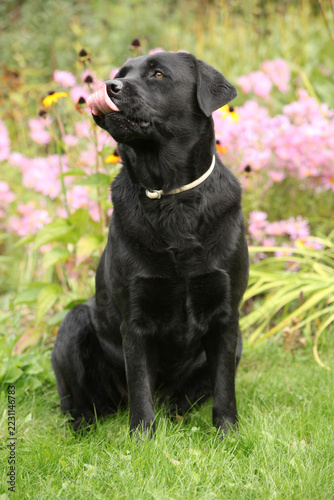 Nice black labrador retriever in the garden