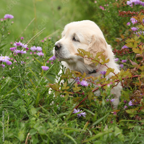 Amazing puppy of gold retriever with flowers in the garden