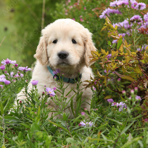 Amazing puppy of gold retriever with flowers in the garden
