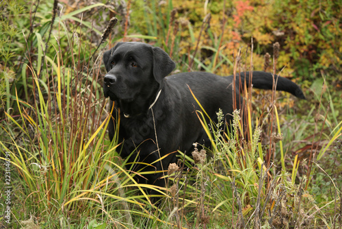 Nice black labrador retriever in the garden