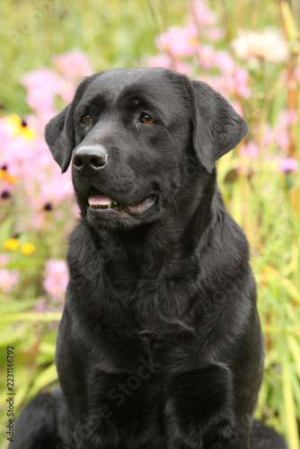 Nice black labrador retriever in the garden