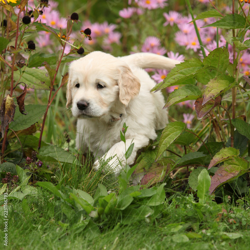 Amazing puppy of gold retriever with flowers in the garden