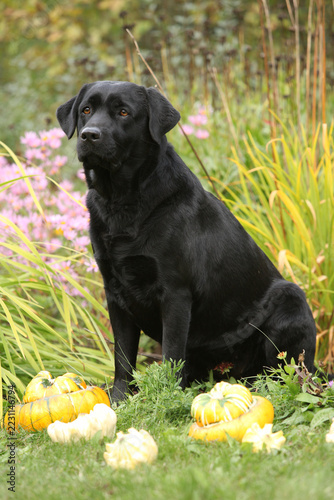 Nice black labrador retriever in the garden