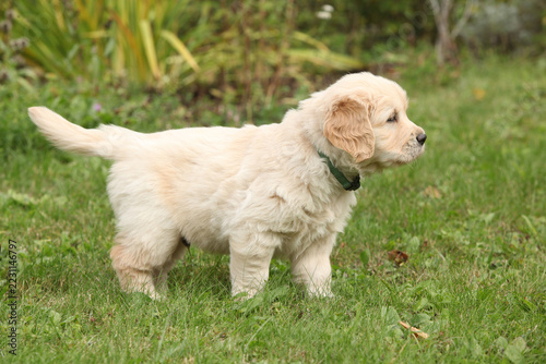 Amazing puppy of gold retriever with flowers in the garden