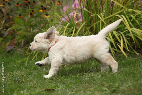 Amazing puppy of gold retriever with flowers in the garden