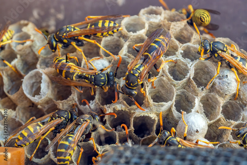 Obraz na plátně A colony of European paper wasps crawling over paper honeycomb nest with brood c