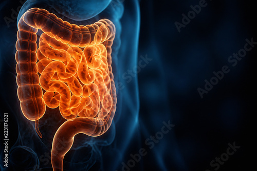 A detailed, glowing anatomical illustration of the human digestive system against a dark background.
