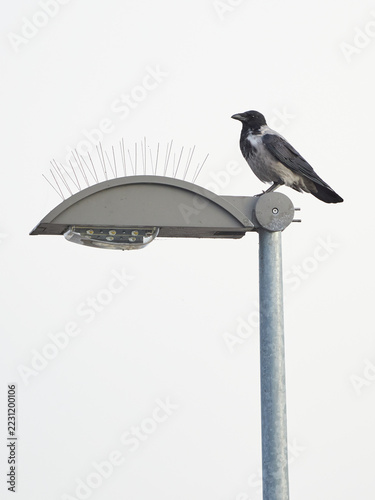 Hooded Crow Corvus Cornix sitting on aluminium street lamp equipped with bird deterrent spikes on moody grey overcast day in urban wilderness in Estonia