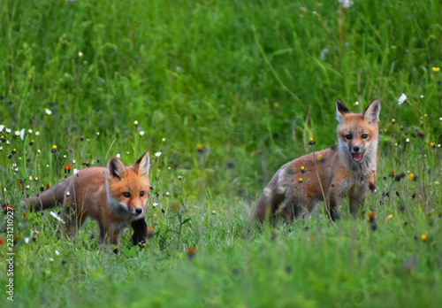 Fox cubs come out of their den, Sainte-Apolline, Québec, Canada