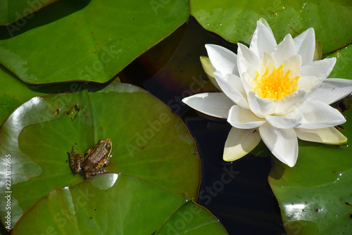 At the garden pond in summer, Saint-Jacques, N.B. Canada