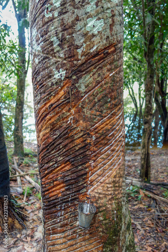 Obraz na plátně close view of latex extracted from rubber tree in a pot