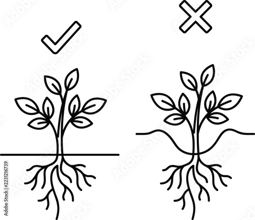 Plant depth planting instruction guide illustration line vector