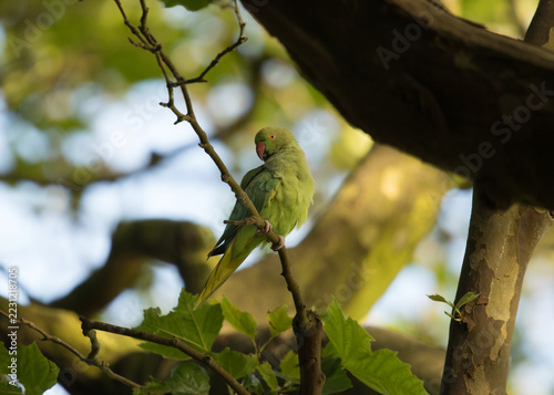 ring-necked parakeet in sefton park liverpool