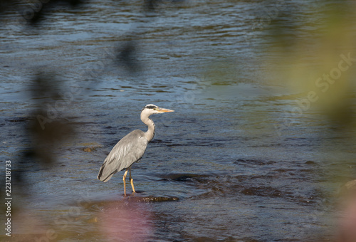 Heron on river fodder