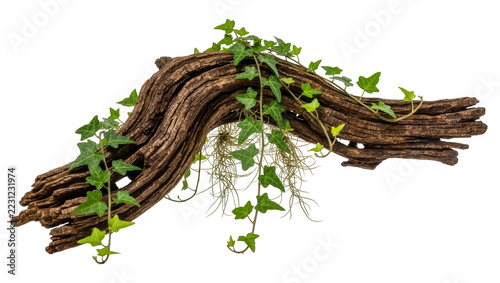 Obraz na plátně Weathered driftwood branch entwined with vibrant green ivy, isolated on transpar