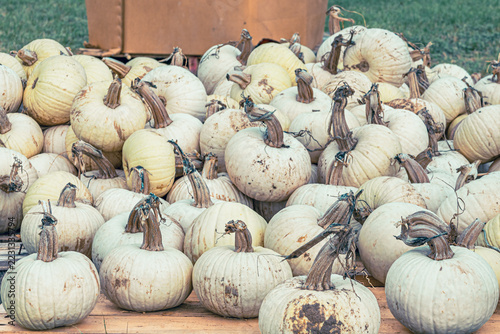 Group of small white decorative pumpkins displayed on wooden pallets outdoors. Autumn harvest scene, fall decoration, seasonal produce, and harvest festival celebrations.