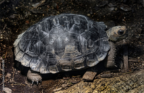 Young galapagos tortoise. Latin name - Geochelone nigra	
