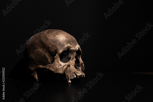 Human Skull in Three-Quarter View on Dark Background with Copy Space