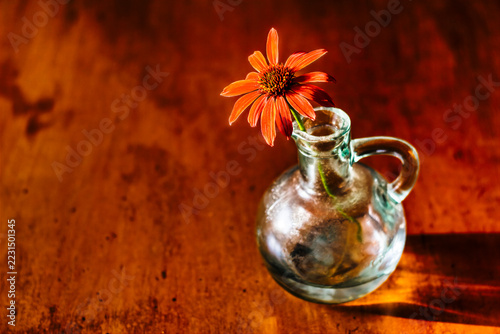 Coneflower in Glass Vase