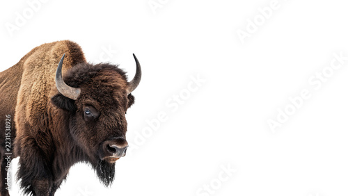 Photography A massive wild American bison buffalo animal standing isolated on transparent ba