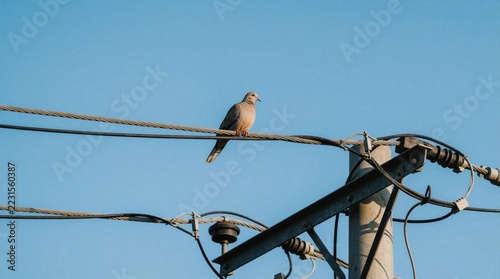 Single dove sits on electric power line against clear blue sky. Small bird perches on cable near utility pole. Peaceful wildlife scene in rural area. Minimalist nature concept with avian subject in