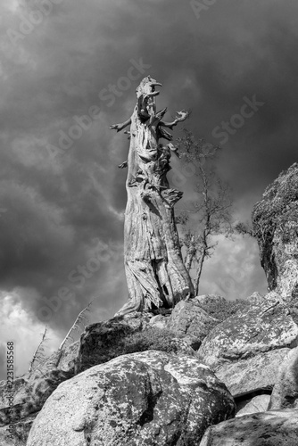 Fotografie Old Sierra Snag