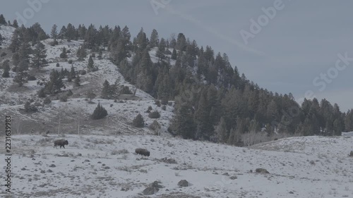 Two Bison Crossing a Snowy Plain Beneath a Pine-Covered Hill