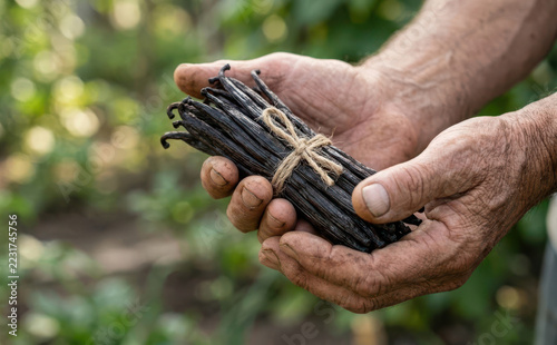 Farmer holding fresh harvested vanilla bean pods in hands agriculture close up concept for natural flavoring and organic spice production